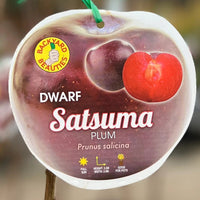 Dwarf Plum 'Satsuma' - Advanced (PICKUP ONLY) - Ladybird Nursery