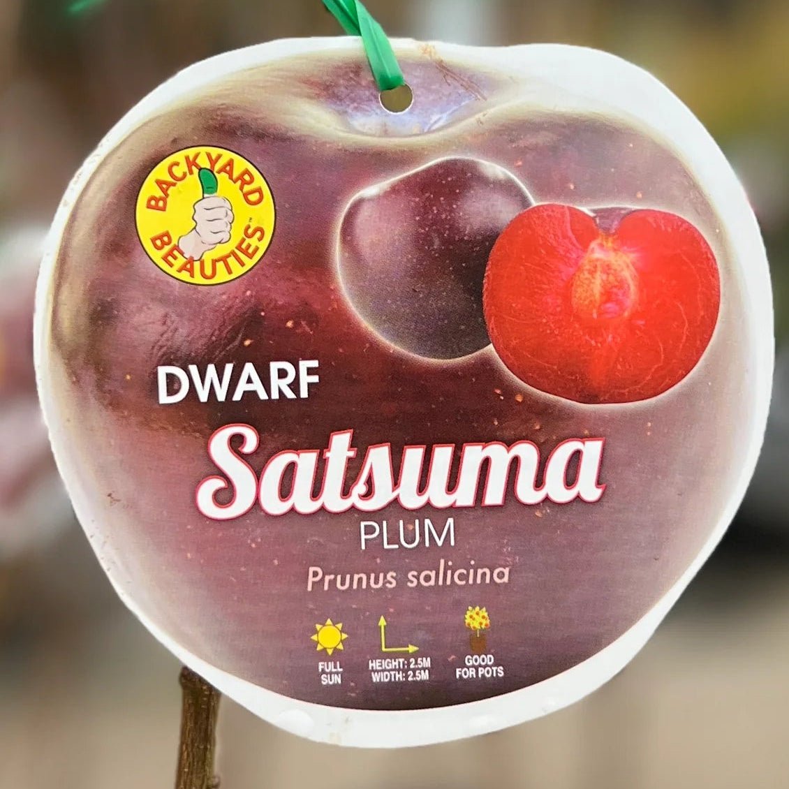 Dwarf Plum 'Satsuma' - Advanced (PICKUP ONLY) - Ladybird Nursery