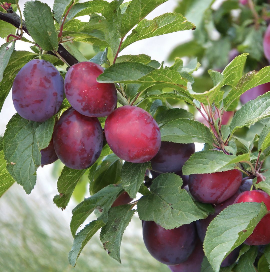 Dwarf Plum 'Satsuma' - Advanced (PICKUP ONLY) - Ladybird Nursery