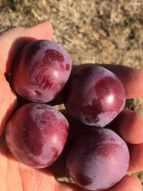 Dwarf Plum 'Satsuma' - Advanced (PICKUP ONLY) - Ladybird Nursery