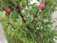 Dwarf Plum 'Satsuma' - Advanced (PICKUP ONLY) - Ladybird Nursery