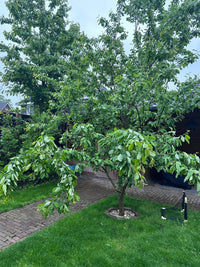 Plum 'Mariposa' - Ladybird Nursery