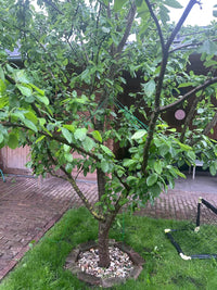 Plum 'Mariposa' - Ladybird Nursery