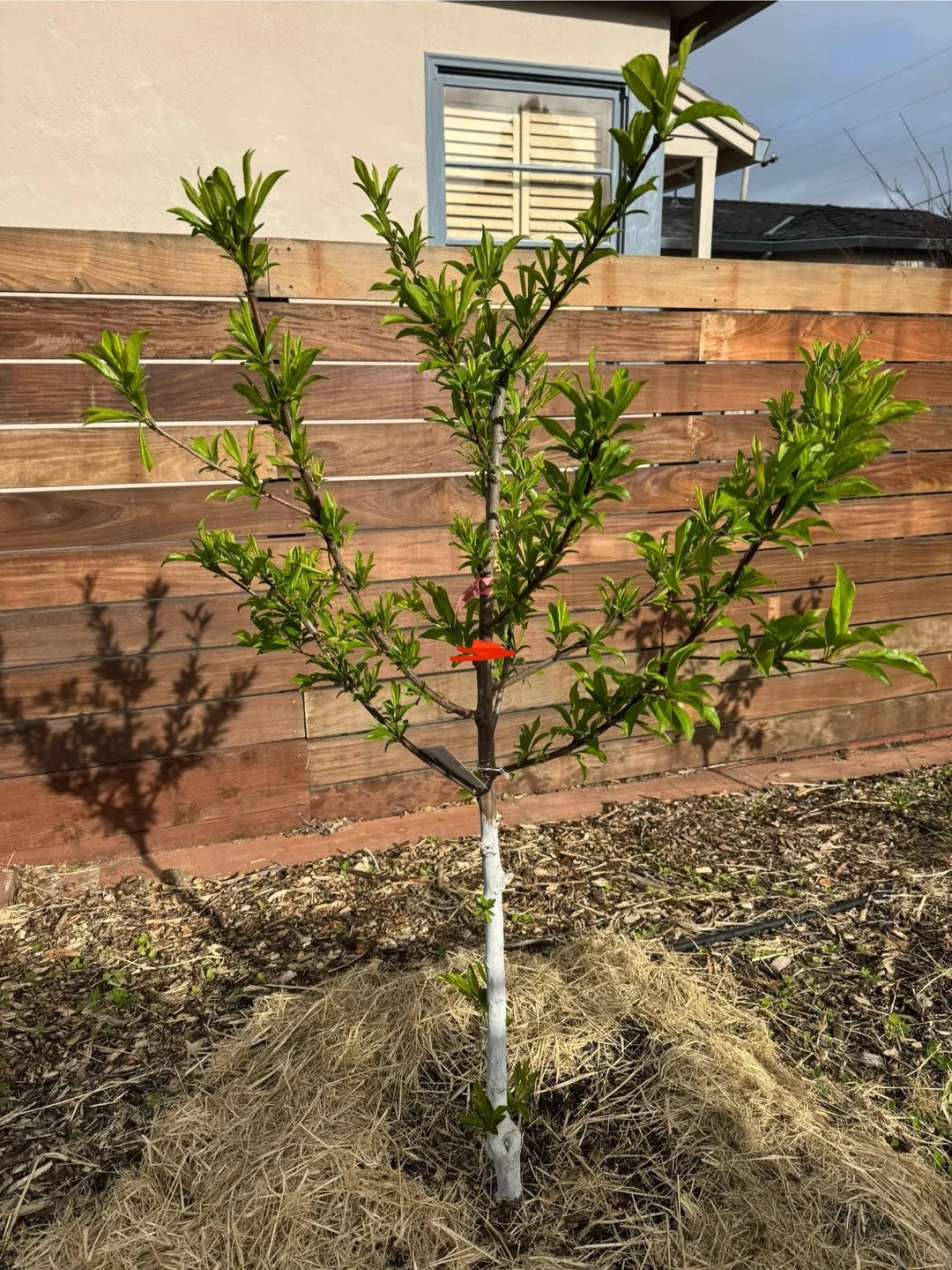 Dwarf Plum 'Sugar' (BARE ROOT) - Ladybird Nursery