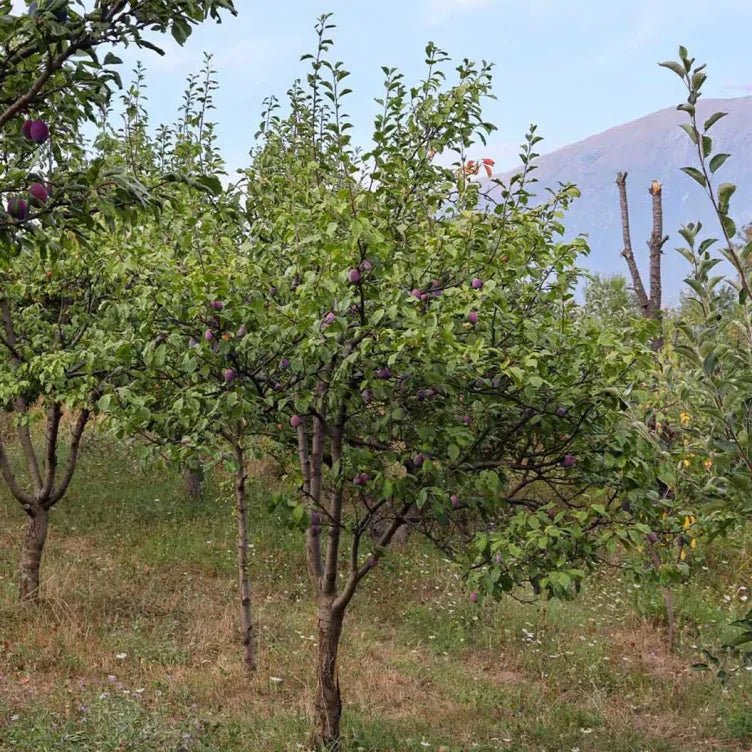 Dwarf Plum 'Sugar' (BARE ROOT) - Ladybird Nursery
