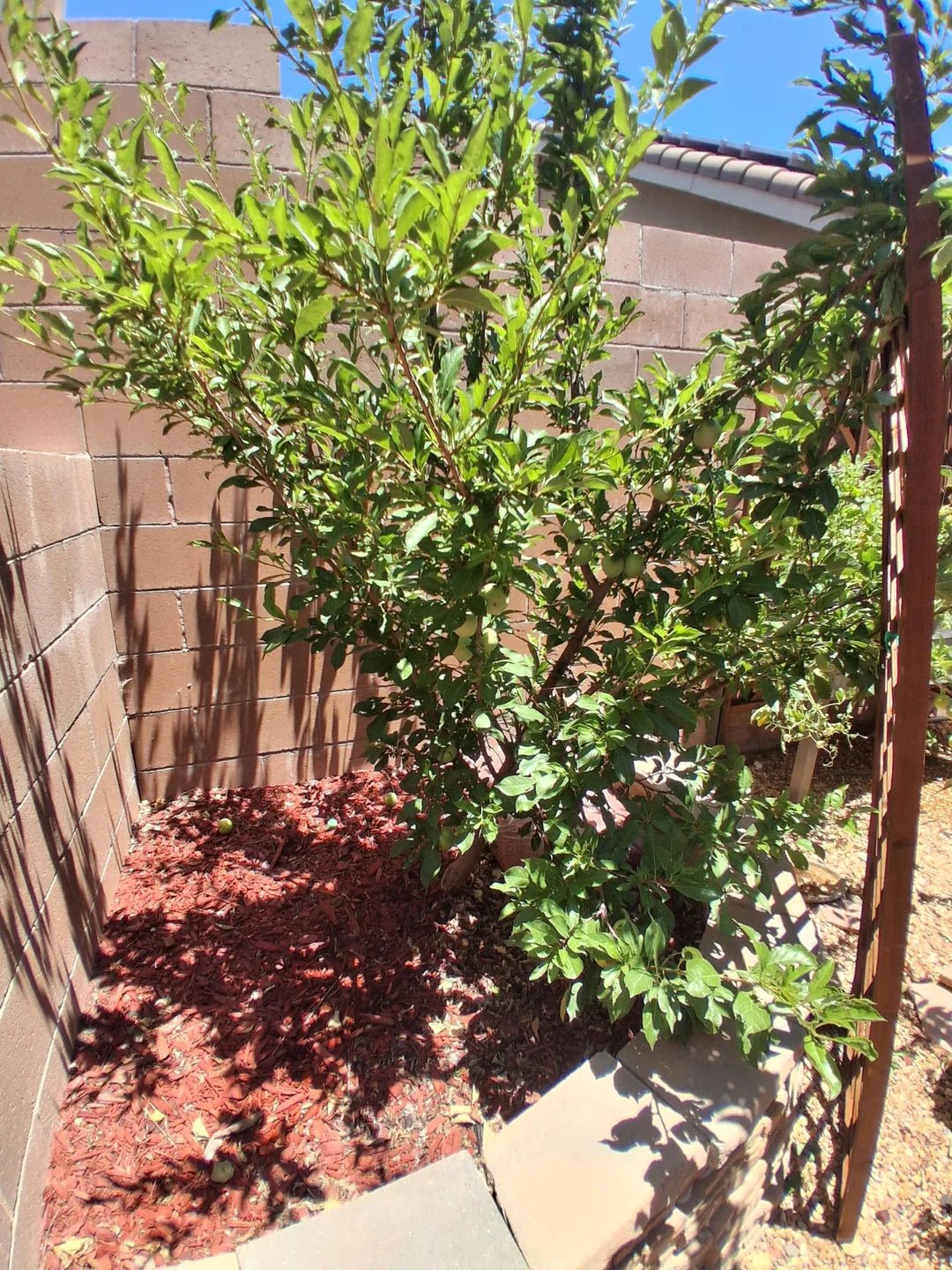 Dwarf Plum 'Sugar' (BARE ROOT) - Ladybird Nursery
