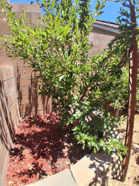 Dwarf Plum 'Sugar' (BARE ROOT) - Ladybird Nursery