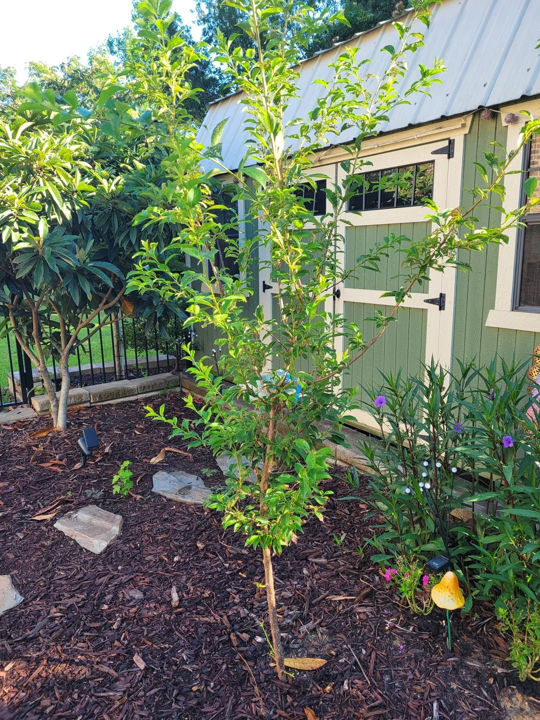 Dwarf Plum 'Sugar' (BARE ROOT) - Ladybird Nursery