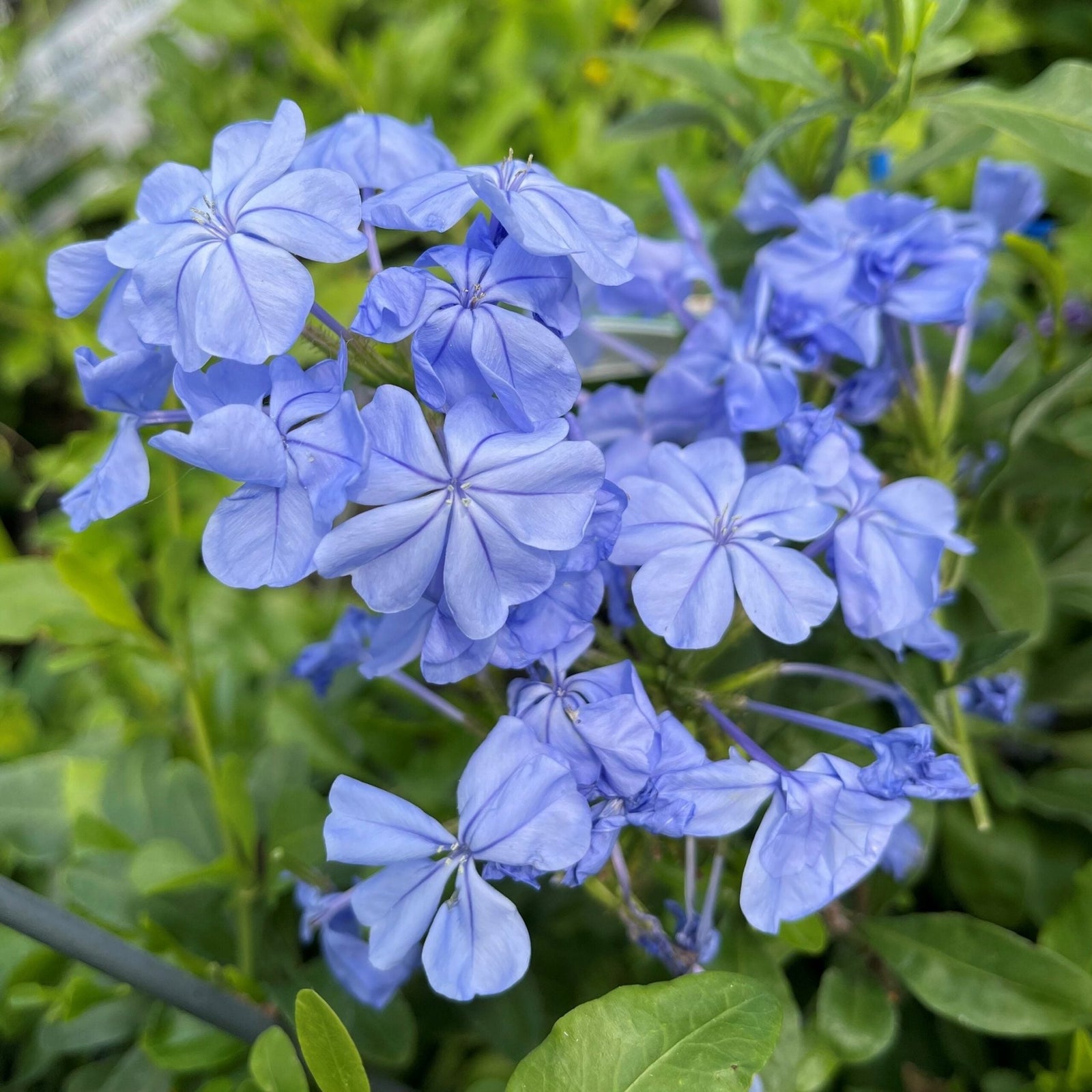 Plumbago ‘Royal Cape’ (Plumbago auriculata) - Ladybird Nursery