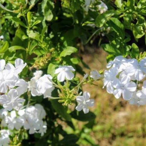 Plumbago Snow Cape (auriculata) - Ladybird Nursery