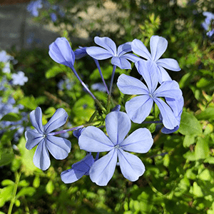 Plumbago ‘Blue' - Ladybird Nursery