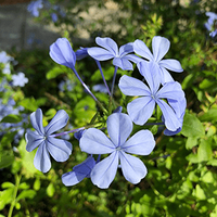 Plumbago ‘Blue' - Ladybird Nursery