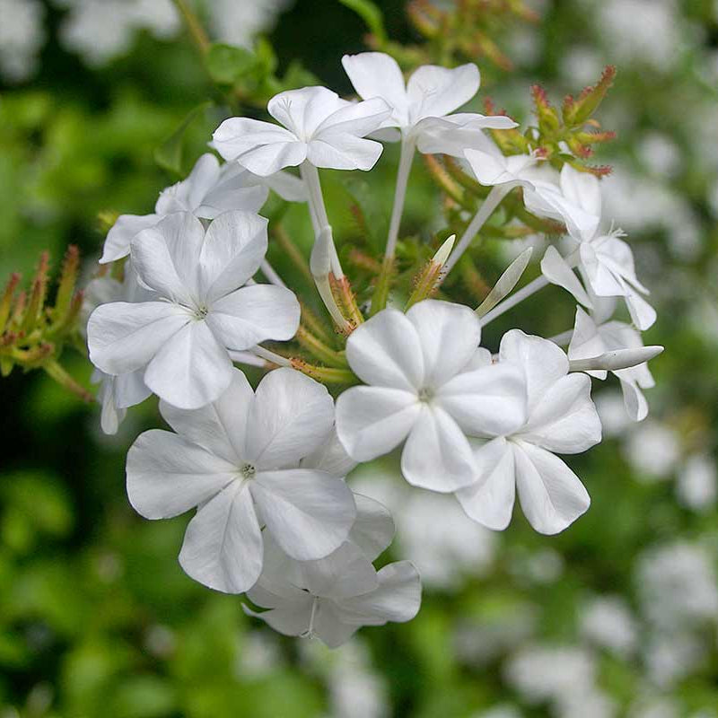Plumbago 'White' - Ladybird Nursery