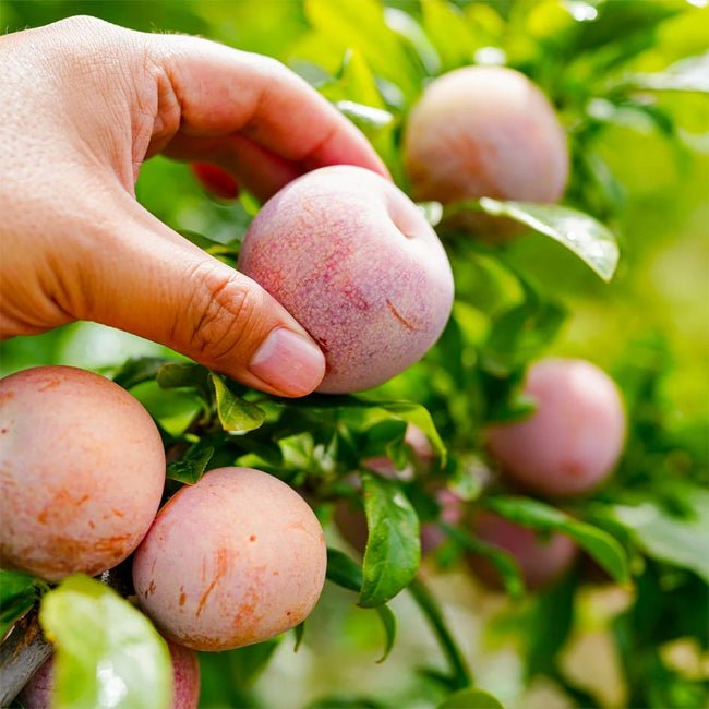 Plumcott 'Flavour Supreme' - Ladybird Nursery