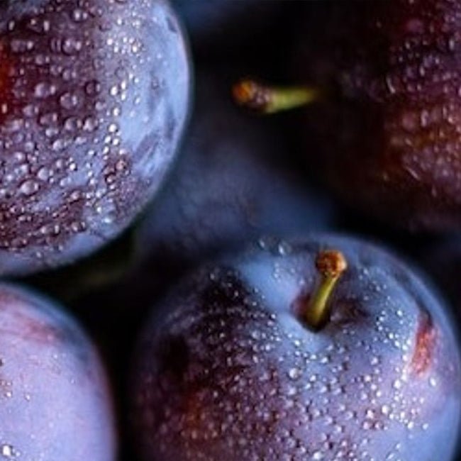 Pluot Plum Black Adder - Ladybird Nursery
