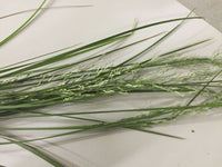 Australian Blue Grass (Poa labillardieri) - Ladybird Nursery