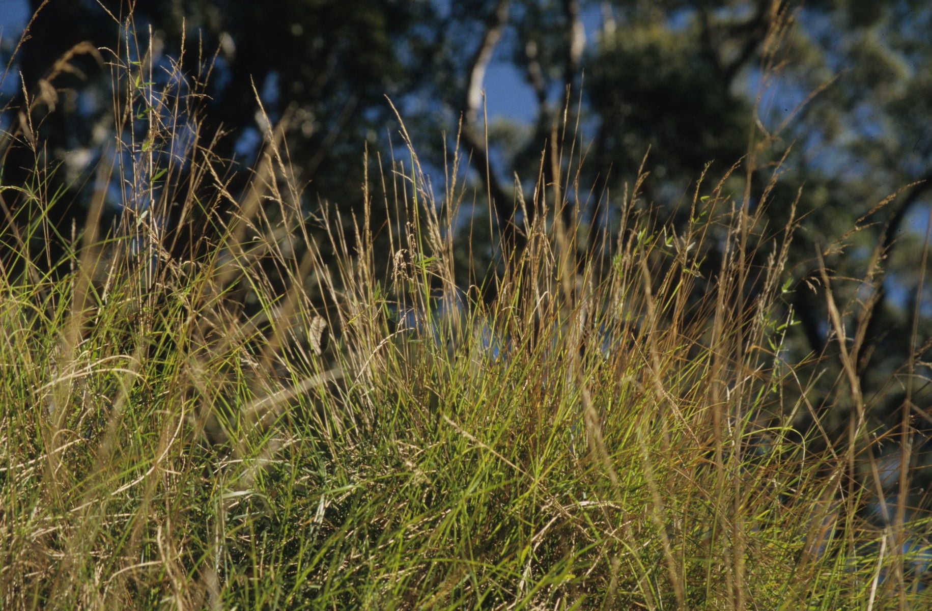 Common Tussock Grass (Poa labillardieri)