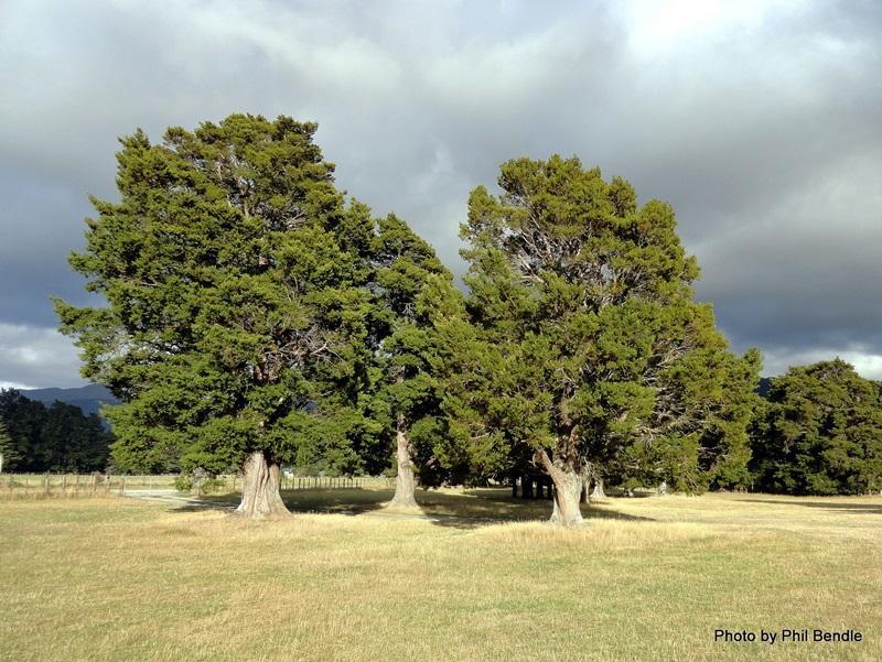 Totara (Podocarpus totara) - Ladybird Nursery