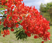 Poinciana Tree