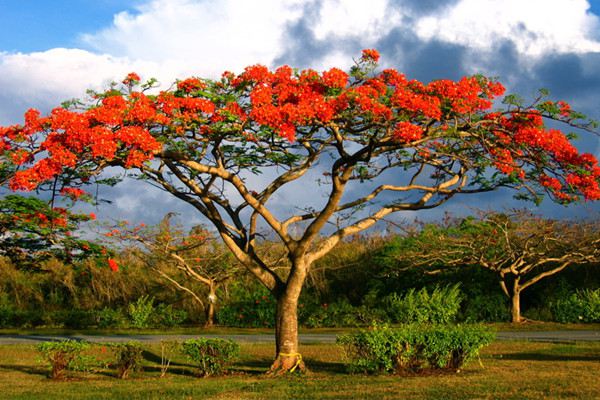 Poinciana Tree - Ladybird Nursery