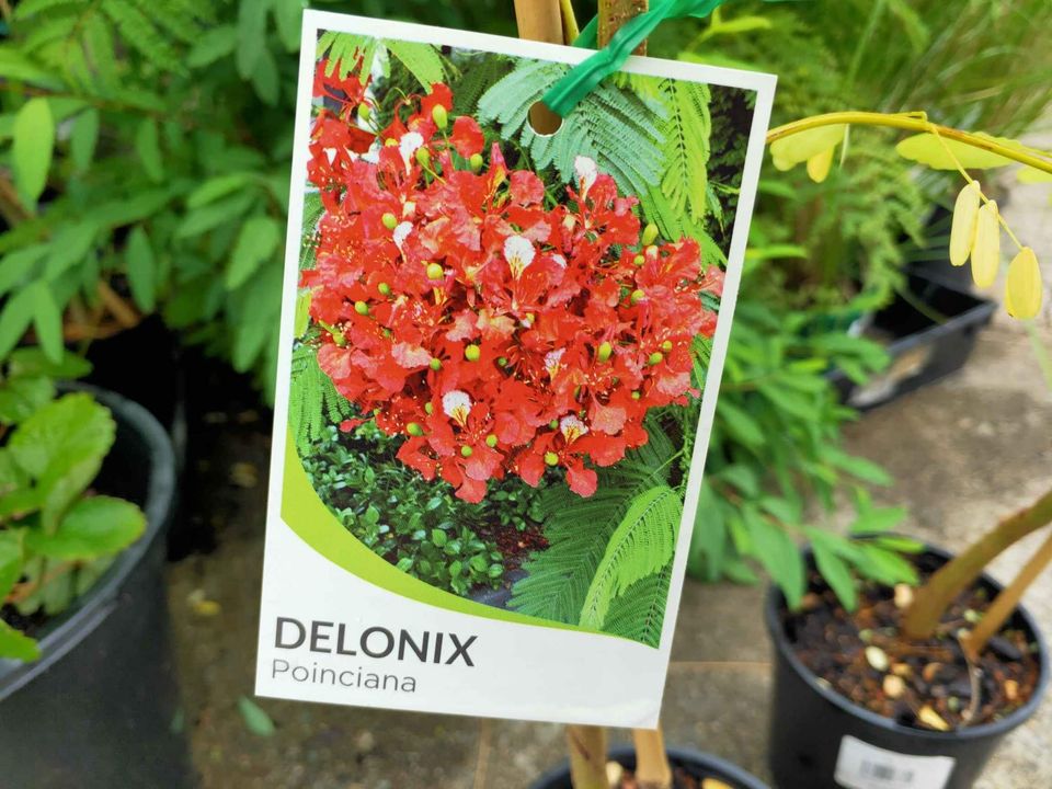 Poinciana Tree - Ladybird Nursery