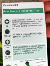 Poinciana Tree - Ladybird Nursery