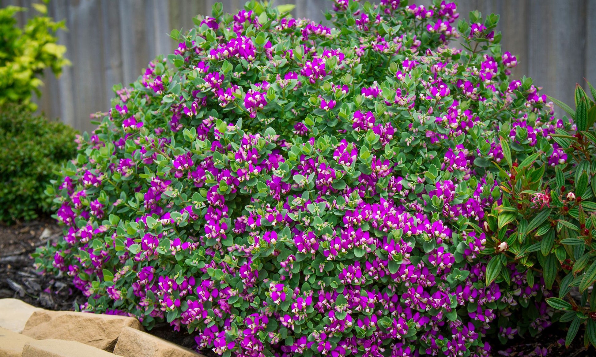 Polygala Little Polly