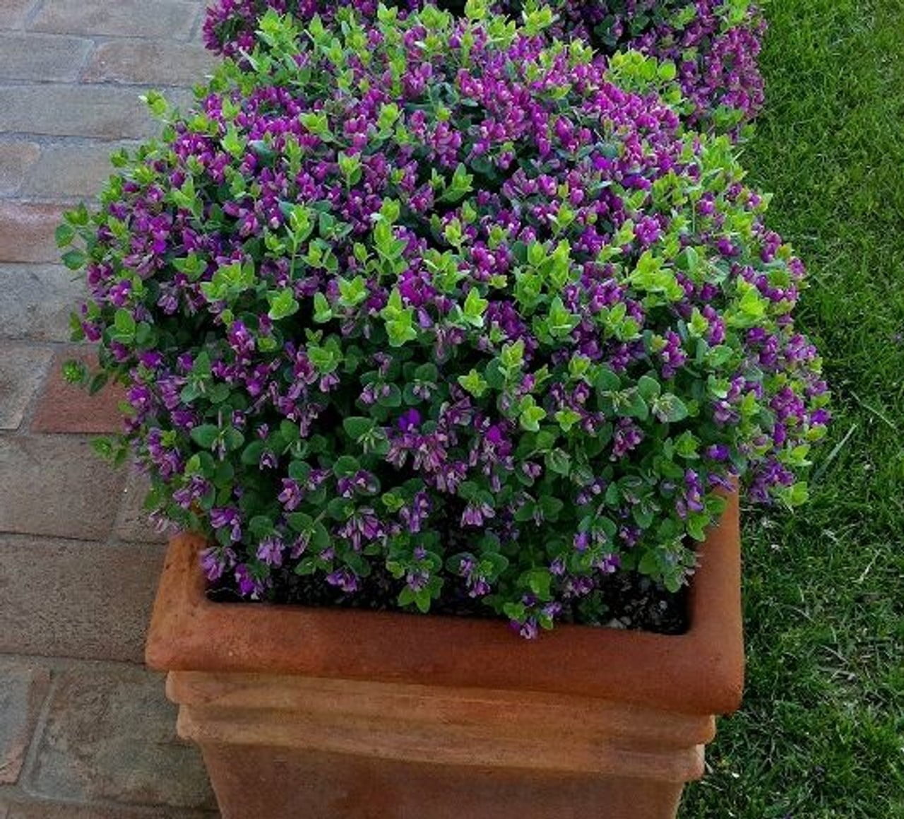 Polygala Little Polly