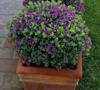 Polygala Little Polly