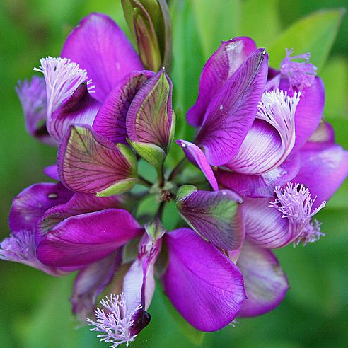 Sweet Pea Shrub Dalmaisiana Compacta (Polygala)