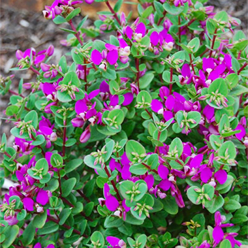 Sweet Pea Shrub 'Little Bibi' (Polygala) - Ladybird Nursery