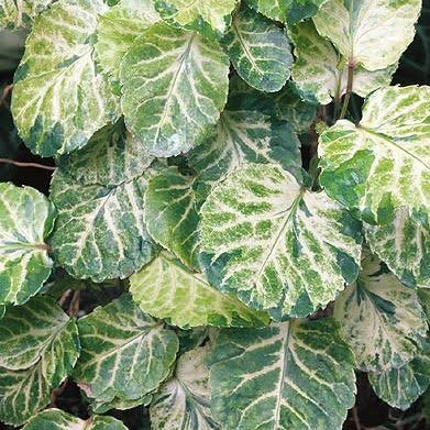 Polyscias balfouriana 'Pennock'