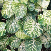 Polyscias balfouriana 'Pennock'