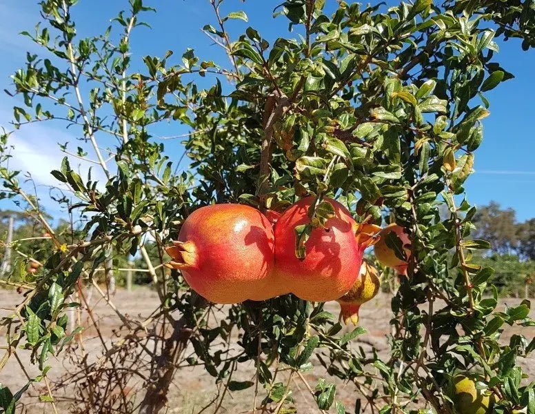 Pomegranate Jodhpur Red - Ladybird Nursery