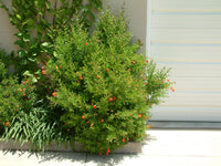 Pomegranate Dwarf (Punica granatum 'Nana')