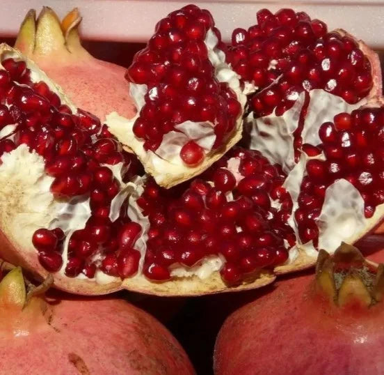 Pomegranate 'Galusha Rosavaya'
