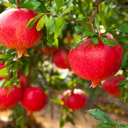 Wonderful Pomegranate - Large - Ladybird Nursery