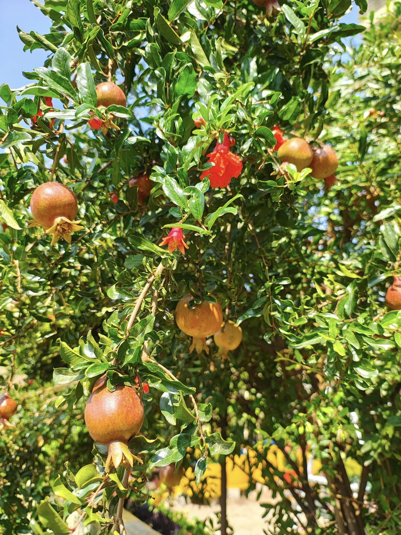 Pomegranate 'Gulosha Azerbaijani' - Advanced - Ladybird Nursery