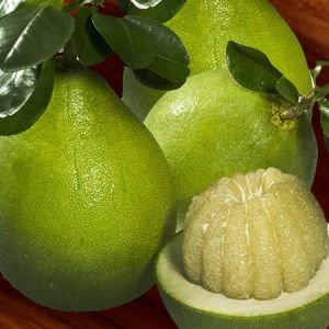 Dwarf Nam Roi Pomelo (QLD Only) - Ladybird Nursery