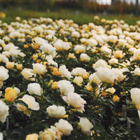 Rose DRIFT® Popcorn (Rosa) - Ladybird Nursery