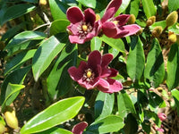 Magnolia ‘Port Wine’ (Michelia figo) - Ladybird Nursery