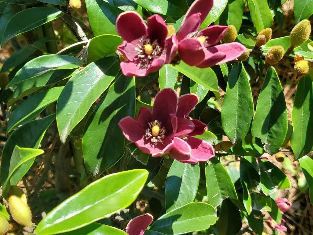Magnolia ‘Port Wine’ (Michelia figo) - Ladybird Nursery