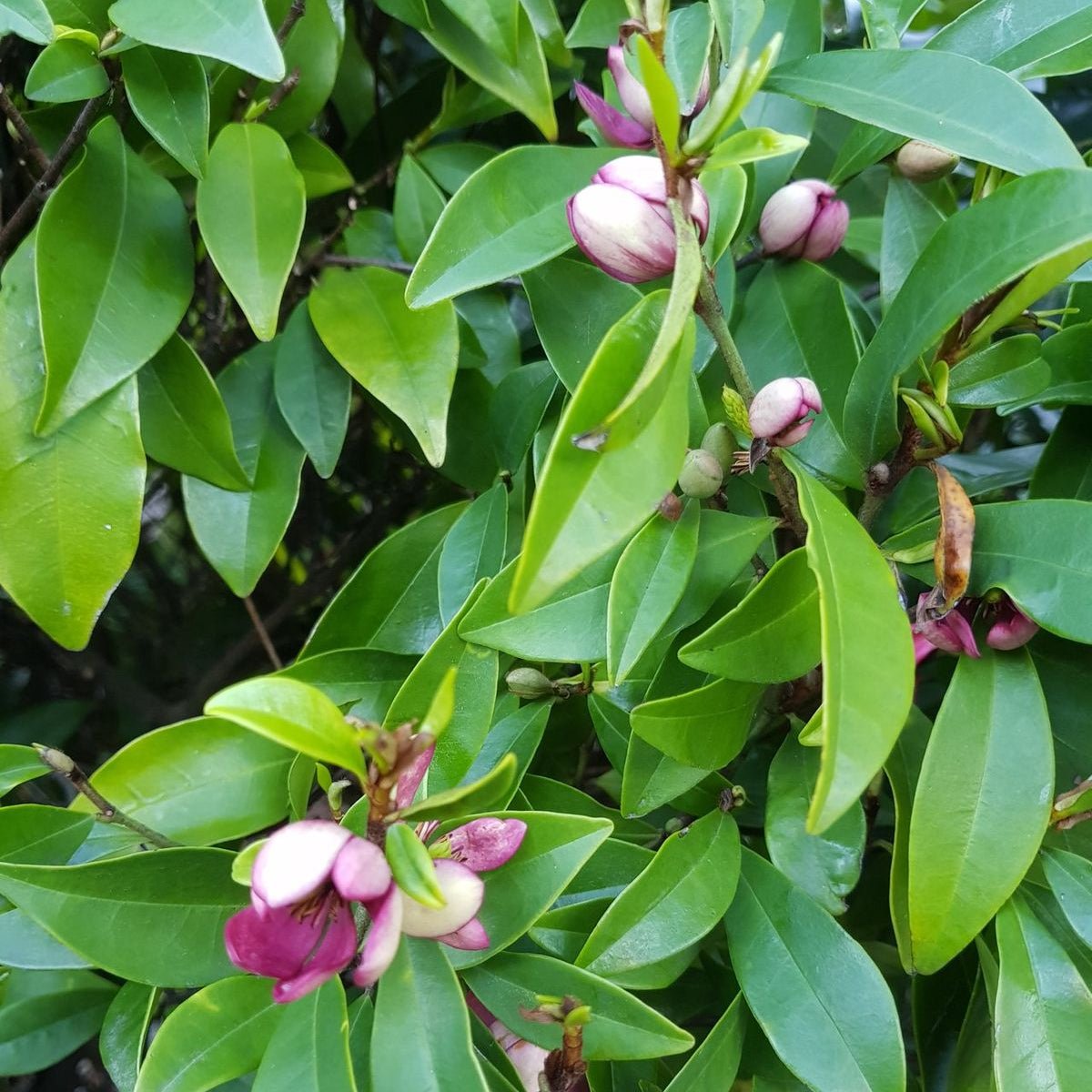 Magnolia ‘Port Wine’ (Michelia figo) - Ladybird Nursery