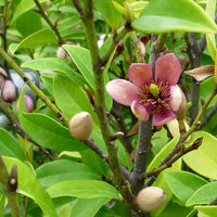 Port Wine Magnolia (Michelia figo) 300mm Pot PICK UP ONLY - Ladybird Nursery