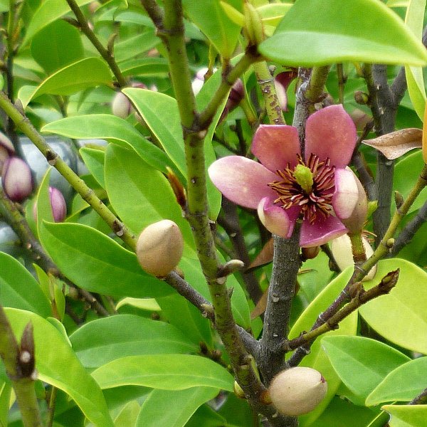 Port Wine Magnolia (Michelia figo) 300mm Pot PICK UP ONLY - Ladybird Nursery