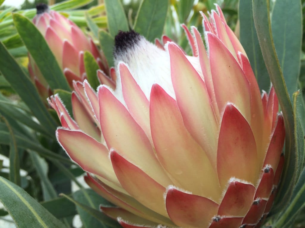 Protea 'Possum Magic'