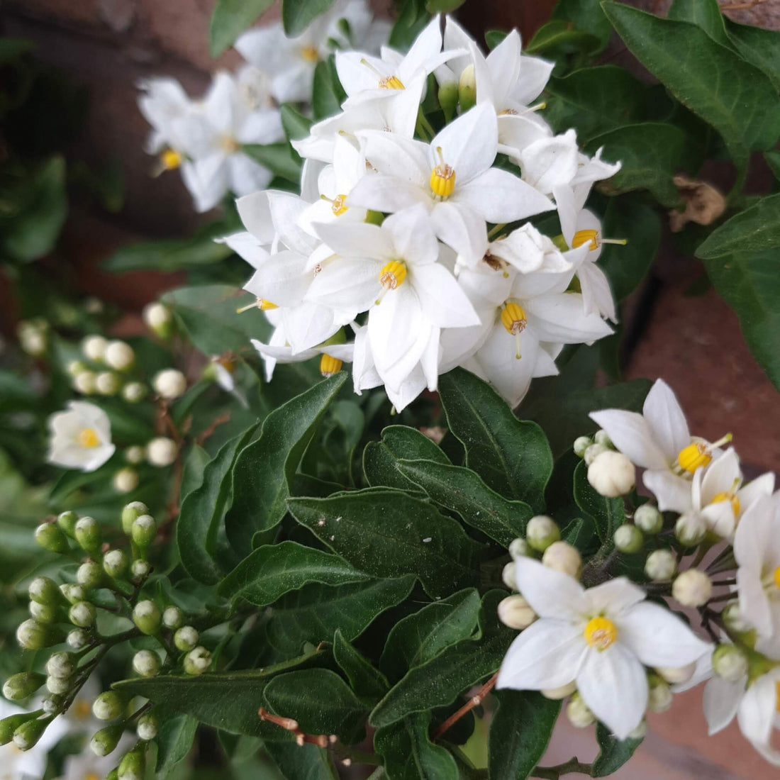 Potato Vine (Solanum jasminoides) - Ladybird Nursery