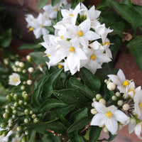 Potato Vine (Solanum jasminoides) - Ladybird Nursery