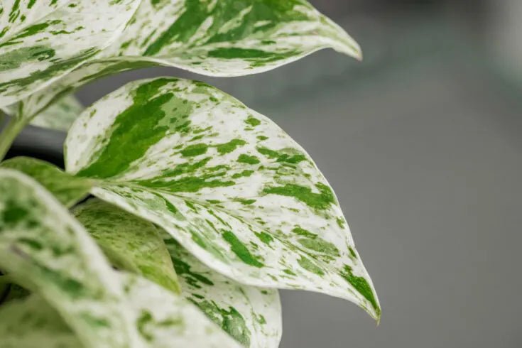 Pothos 'Snow Queen' (Epipremnum aureum) - Ladybird Nursery