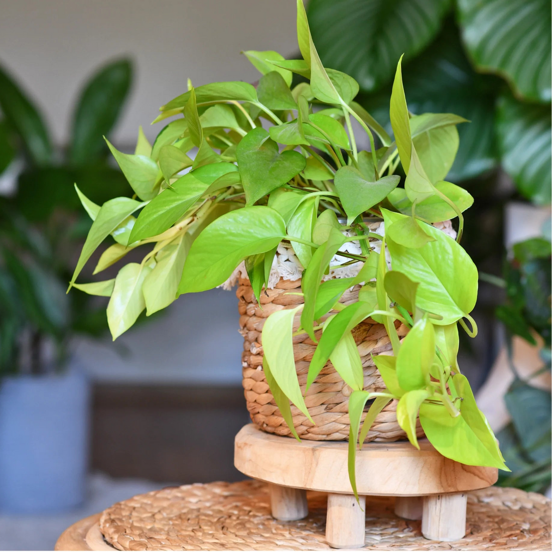Pothos 'Goldilocks' (Epipremnum aureum) - Ladybird Nursery